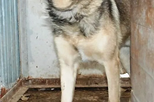 Mysiek kochany, słodki, milutki, duży psiak ADOPCJ