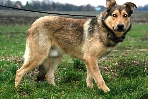 Mysiek kochany, słodki, milutki, duży psiak ADOPCJ