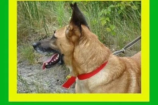 Duży,gładkowłosy,spragniony bliskości,grzeczny,pos