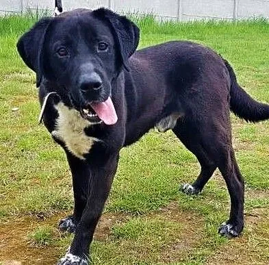 KOKOS - kochany, wesoły psiak w typie labradora; do adopcji, Wielkopolskie, Poznań