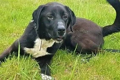 KOKOS - kochany, wesoły psiak w typie labradora; do adopcji, Wielkopolskie, Poznań