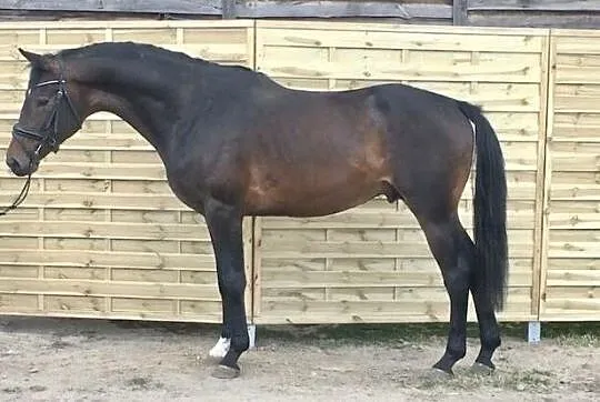 grant black, , Skuszew