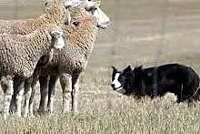 Kupię suczkę border collie powyżej roku,  Przygarn