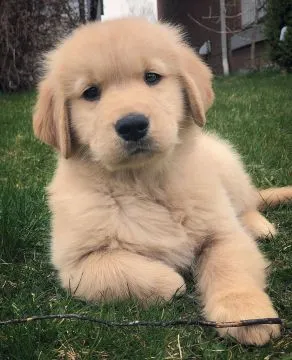 Mamy dwa urocze szczenięta rasy golden retriever na sprzedaż.