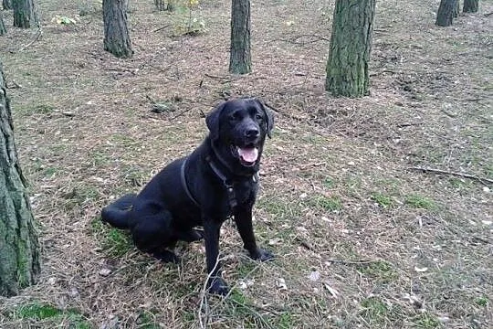 Haker, modelowy labrador szuka domu