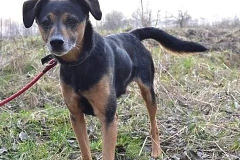 Dżimi kochany madry psiak szuka domku!!!,  dolnośl