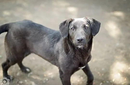 Wendy, 12 miesięczna, kochająca ludzi suczka do po