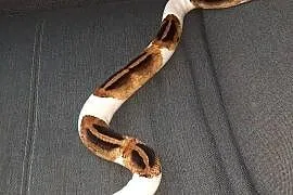 Wąż zbożowy Piebald Samica