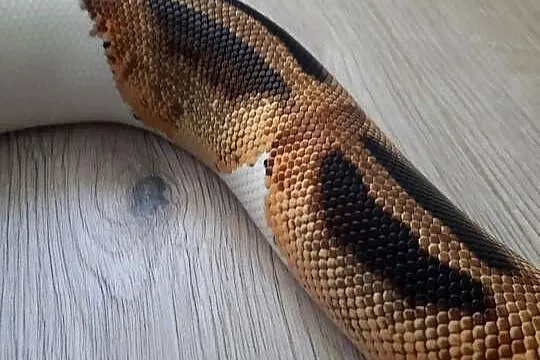 Wąż zbożowy Piebald Samica, Opolskie, Opole