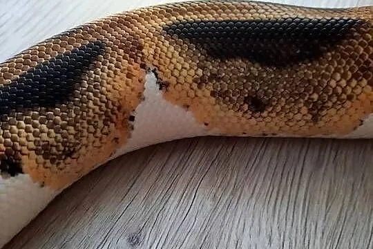 Wąż zbożowy Piebald Samica, Opolskie, Opole