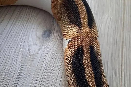 Wąż zbożowy Piebald Samica, Opolskie, Opole