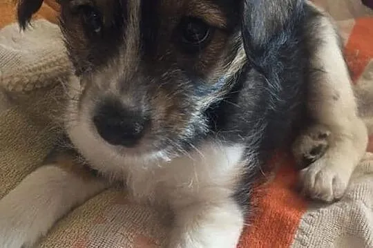 TOSIA piękny szczeniaczek szuka kochającego domku na zawsze, Wielkopolskie, Nowy Tomyśl
