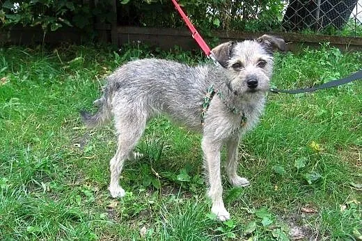 SONIA-szorstkowłosa,roczna,5kg,adopcja!!,  świętokrzyskie Kielce