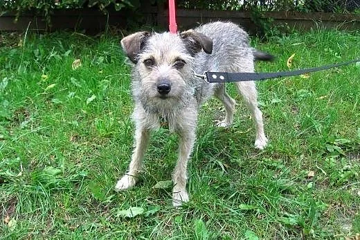 SONIA-szorstkowłosa,roczna,5kg,adopcja!!,  świętok