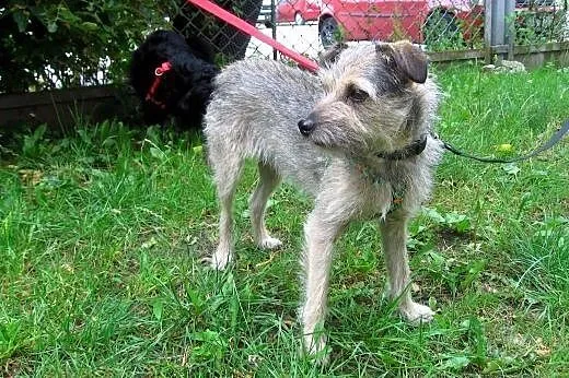 SONIA-szorstkowłosa,roczna,5kg,adopcja!!,  świętok