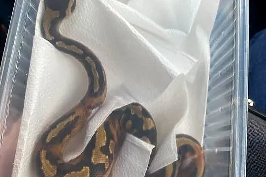 Pyton królewski (regius) piebald, Dolnośląskie, Wrocław