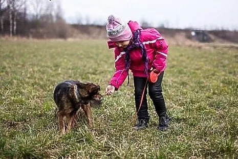Gris nadal szuka domu...,  wielkopolskie Ostrów Wi