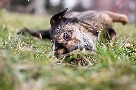 Gris nadal szuka domu...,  wielkopolskie Ostrów Wi