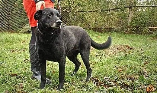 Przyjazny, grzeczny i łagodny-super mix labradora