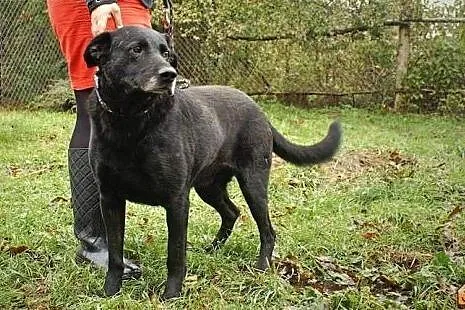 Przyjazny, grzeczny i łagodny-super mix labradora 