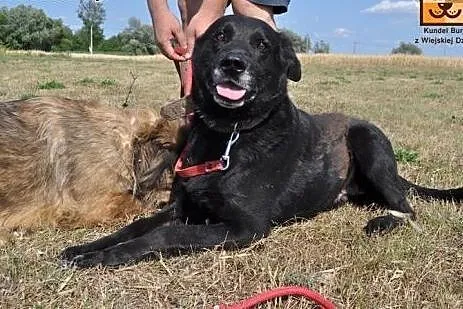 Przyjazny, grzeczny i łagodny-super mix labradora 