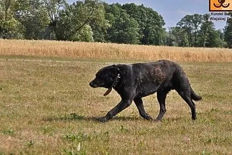 Przyjazny, grzeczny i łagodny-super mix labradora 