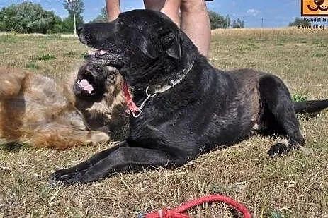 Przyjazny, grzeczny i łagodny-super mix labradora 