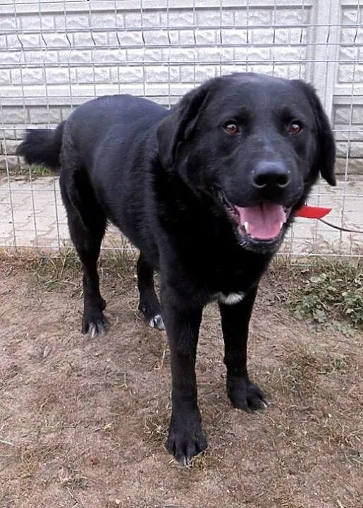 Gruby, czarny pies w typie labradora szuka domu ,
