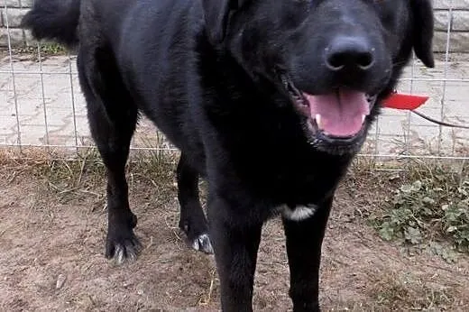 Gruby, czarny pies w typie labradora szuka domu , 