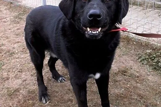 Gruby, czarny pies w typie labradora szuka domu , 