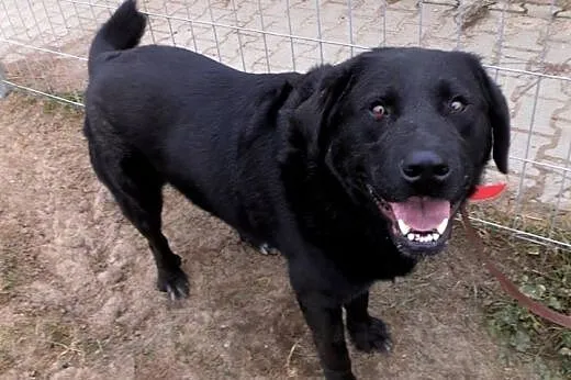 Gruby, czarny pies w typie labradora szuka domu , 