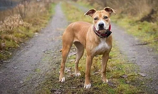COLI przeurocza amstaffka do adopcji , mazowiecki
