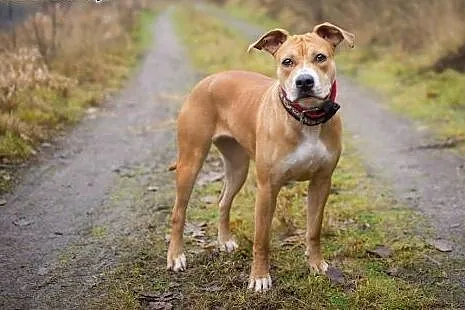 COLI przeurocza amstaffka do adopcji , mazowieckie Warszawa