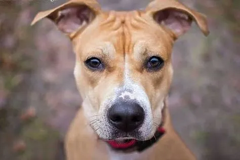 COLI przeurocza amstaffka do adopcji ,  mazowiecki