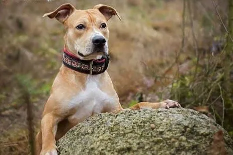 COLI przeurocza amstaffka do adopcji ,  mazowiecki