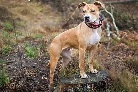 COLI przeurocza amstaffka do adopcji ,  mazowiecki