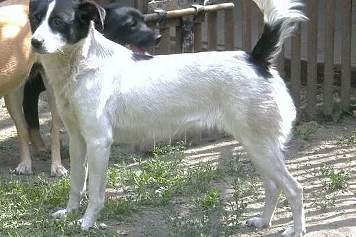 Łatka przylepka,  mazowieckie Warszawa