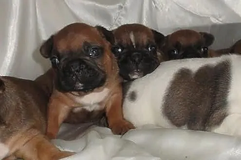 Buldog francuski CZERWONE szczeniaczki z hodowli C