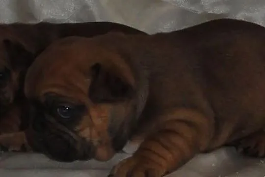 Buldog francuski CZERWONE szczeniaczki z hodowli C