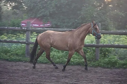 5 letni Quarter Horse, Hrubieszów