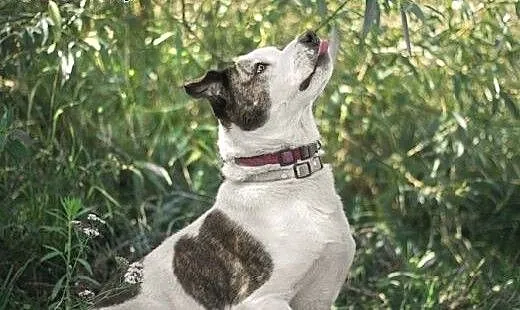Amstaff mix dla doświadczonych,wierny,odważny ALBI