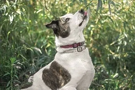 Amstaff mix dla doświadczonych,wierny,odważny ALBI