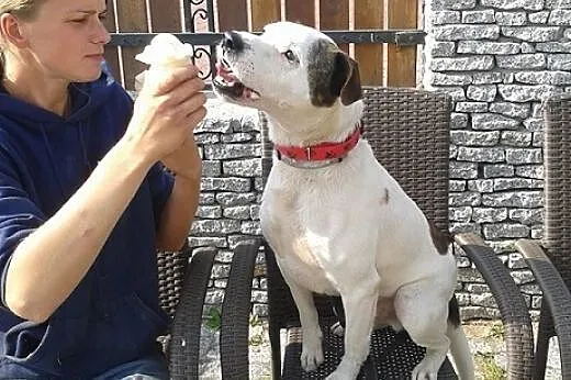 Amstaff mix dla doświadczonych,wierny,odważny ALBI