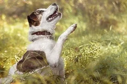 Amstaff mix dla doświadczonych,wierny,odważny ALBI