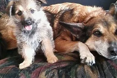 Śliczna sunia Ambrozja - szczeniak - do adopcji ,  mazowieckie Warszawa