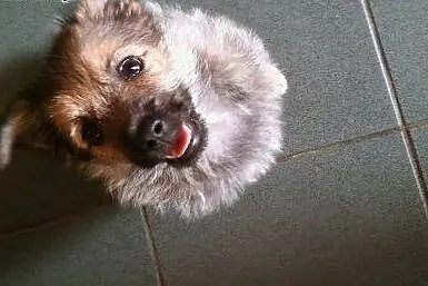 Śliczna sunia Ambrozja - szczeniak - do adopcji , 