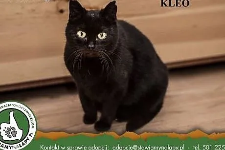 Kleo. Fundacja Stawiamy Na Łapy,  małopolskie Krak