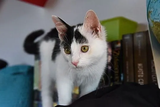 Eliot - marzycielski Kotek szuka domu, Łódź