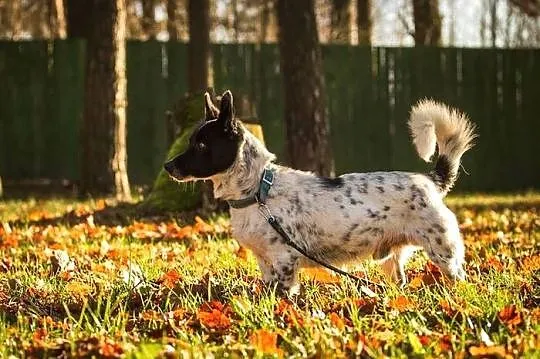 Kropek w kropki - piękne maleństwo :)