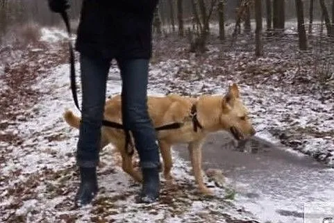 Malibu potrzebuje dobrego i odpowiedzialnego domku, Łódzkie, Łódź